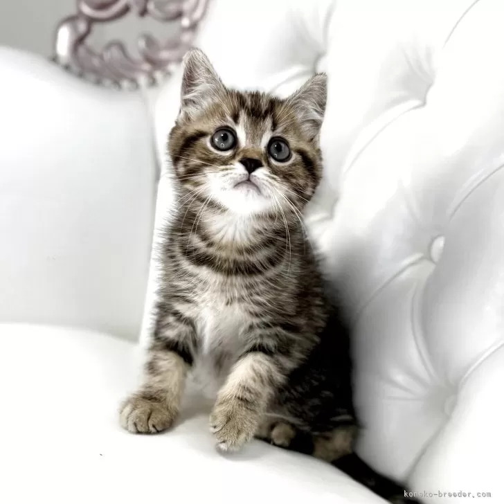 ID：2504-03006の子猫