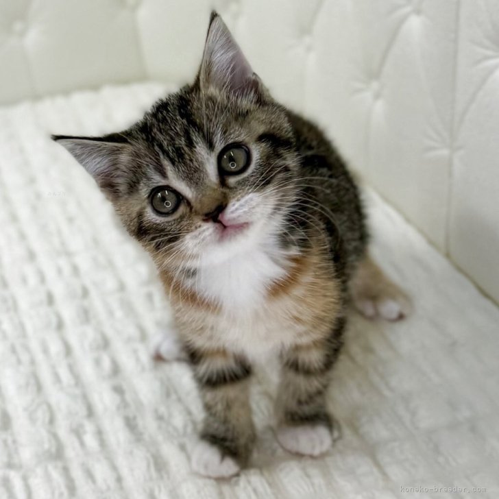 ブリーダー画像