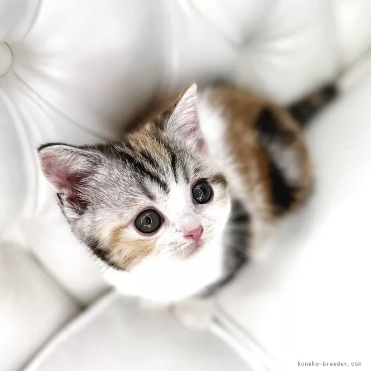のん 様のお迎えした子猫
