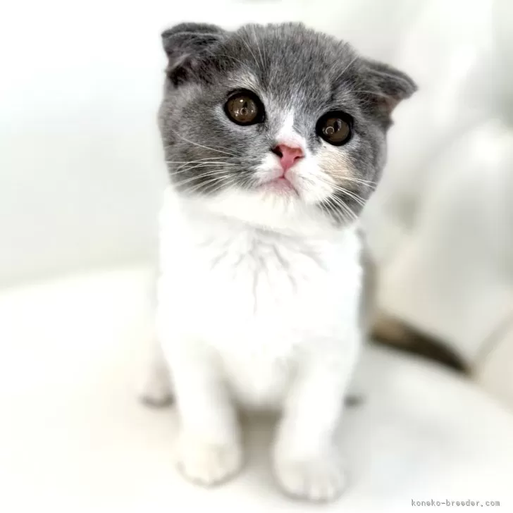 ID:2506-01558の子猫