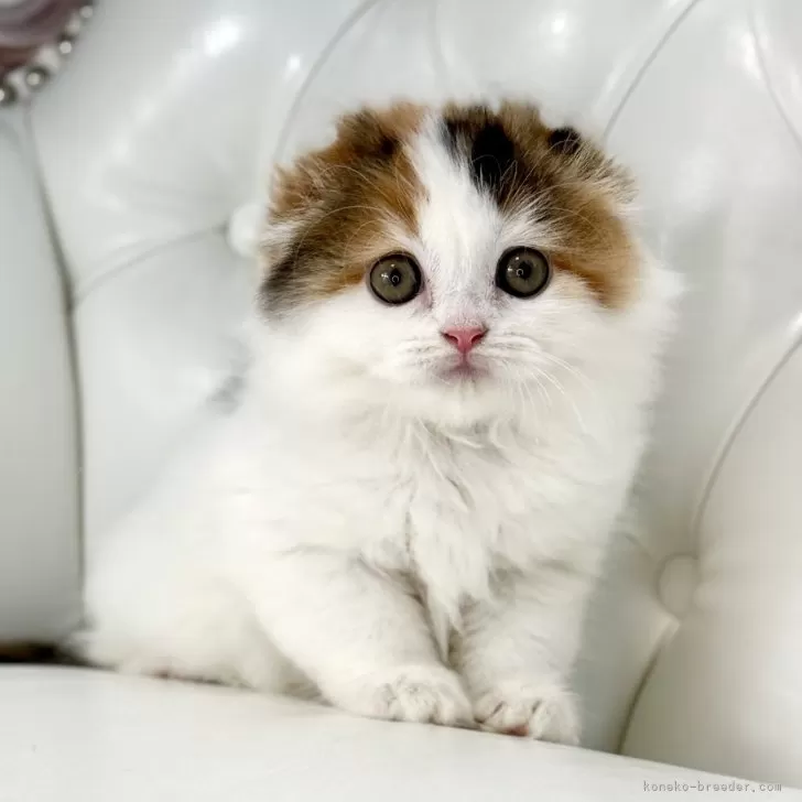ID:2504-03243の子猫