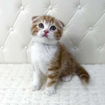 スコティッシュフォールド(折れ耳)【鹿児島県・男の子・2025年10月17日・レッドタビー&ホワイト（ショート）】の写真「涼しいお顔のハンサムです✨️」