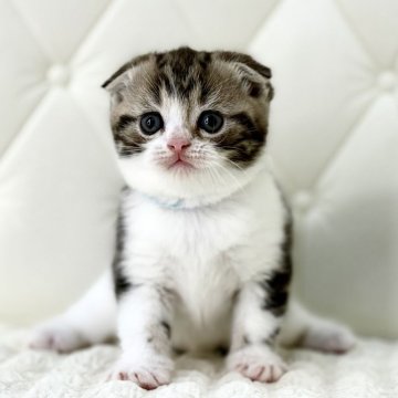 スコティッシュフォールド(折れ耳)【鹿児島県・男の子・2025年9月18日・ブラウンタビーアンドホワイト(短毛)】の写真「こんなにムチムチの子猫って(๑>◡<๑)可愛すぎ♫」