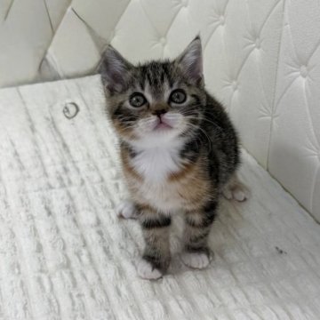 スコティッシュフォールド(立ち耳)【鹿児島県・女の子・2025年10月17日・ブラウントービー&ホワイト（ショート）】の写真「エキゾチックな雰囲気がたまりません♡」