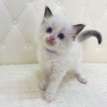 ラグドール【鹿児島県・男の子・2025年9月16日・シールポイントバイカラー（ロング）】の写真「とても活発で元気な子ですモフモフに成長中！」