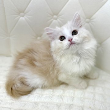 スコティッシュフォールド(折れ耳)【鹿児島県・女の子・2025年8月24日・レッドタビーアンドホワイト（ロング）】の写真「優しいカラーの可愛い女の子です♡♡」