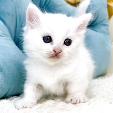 キンカロー【鹿児島県・男の子・2025年9月18日・ホワイト（ロング）】の写真「短足のホワイト君♡どんな仕草も可愛すぎます♬」