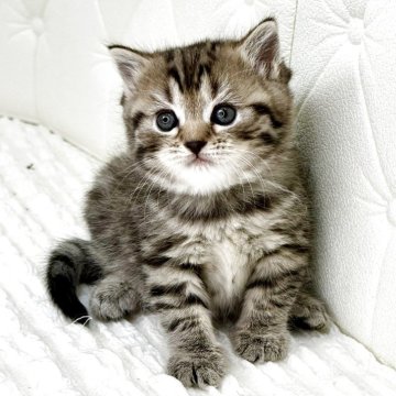 スコティッシュフォールド(立ち耳)【鹿児島県・女の子・2025年9月18日・ブラウンタビー(短毛)】の写真「むちむち子ちゃん抱き心地💯満点です♡ぜひ♫」