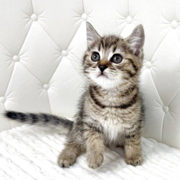 マンチカン(長足)【鹿児島県・男の子・2025年7月12日・ブラウンタビー（短毛）】の写真「中足のぽっちゃりボディなのでまんまるで可愛いですよ」