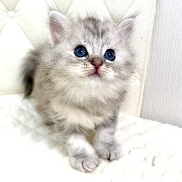 サイベリアン【鹿児島県・女の子・2025年10月10日・ブルータビー（ロング）】の写真「可愛すぎます🫰毛吹きもとても良いです♫ふわふわ♡」