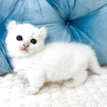 キンカロー【鹿児島県・女の子・2025年9月18日・ホワイト（ロング）】の写真「美猫♡短足！お耳クリリン♡血筋！完璧な子猫です」