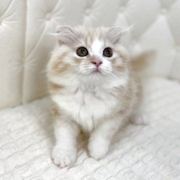 スコティッシュフォールド(折れ耳)【鹿児島県・女の子・2025年8月24日・レッドタビーアンドホワイト（ロング）】の写真「どんどん美人になってます🫶人気のカラーですね♡♡」