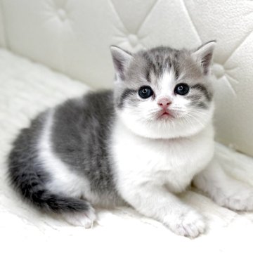 スコティッシュフォールド(立ち耳)【鹿児島県・男の子・2025年9月18日・ブルータビーアンドホワイト(短毛)】の写真「優しいカラーまんまるなお顔♫むちむち君(๑˃̵ᴗ˂」