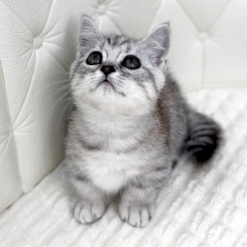 ミヌエット(短足)【鹿児島県・女の子・2025年6月25日・シルバータビー】の写真「むちむち♡短いおててがたまりません♡」