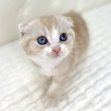 スコティッシュフォールド(折れ耳)【鹿児島県・男の子・2025年8月24日・レッドシルバータビーアンドホワイト（短毛）】の写真「短毛ならではのムチムチさが🫶たまりません🎵」