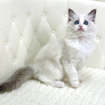 ラグドール【鹿児島県・女の子・2025年9月16日・ブルーポイントバイカラー（ロング）】の写真「🩷とっても可愛いお顔モフモフさんです🎶🐾」