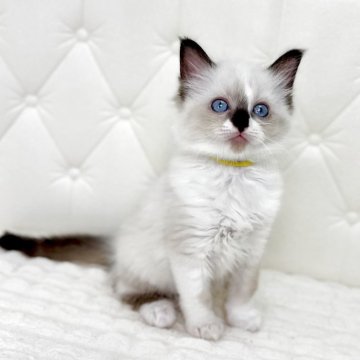 ラグドール【鹿児島県・男の子・2025年9月16日・シールポイントミテッド（ロング）】の写真「🟡よくお喋りする男の子🐾すぐ寄ってきてくれます」