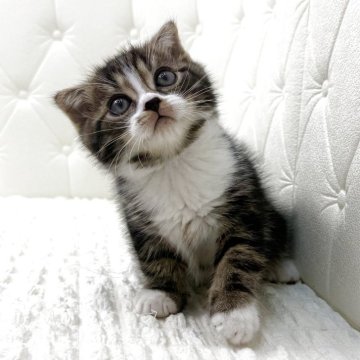 スコティッシュフォールド(折れ耳)【鹿児島県・男の子・2025年10月17日・ブラウンタビー&ホワイト（ショート）】の写真「くりくりおめめがかわいい♡」