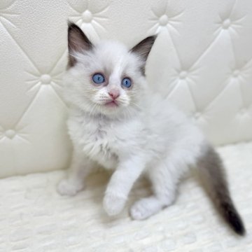ラグドール【鹿児島県・男の子・2025年9月16日・シールポイントバイカラー（ロング）】の写真「🪻とても活発で元気な子❣️モフモフに成長中🐾」