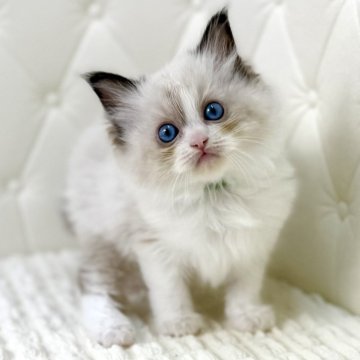 ラグドール【鹿児島県・男の子・2025年9月16日・シールポイントバイカラー（ロング）】の写真「🟢動きが早くまるでおもちゃみたいな可愛さです🐾」