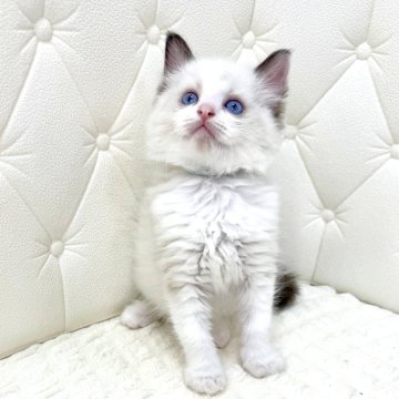 ラグドール【鹿児島県・男の子・2025年9月16日・シールポイントバイカラー（ロング）】の写真「🩵可愛い顔してますが男の子ですよ🤭🐾🐾」