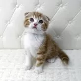 スコティッシュフォールド(折れ耳)【鹿児島県・男の子・2025年10月17日・レッドタビー&ホワイト】の写真1