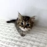 マンチカン(短足)