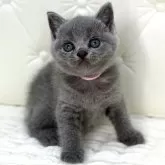 ブリティッシュショートヘア