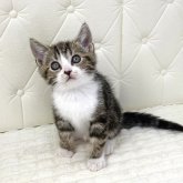 スコティッシュフォールド(立ち耳)