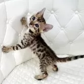 ベンガル