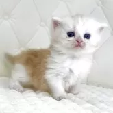 スコティッシュフォールド(折れ耳)
