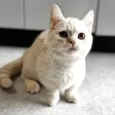 ミヌエット(短足)【鹿児島県・男の子・2025年8月13日・レッドチンチラシルバー】の写真1