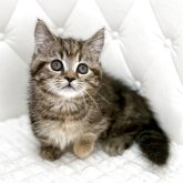 ミヌエット(短足)