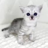 ミヌエット(長足)
