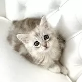 サイベリアン