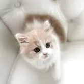 スコティッシュフォールド(立ち耳)