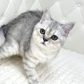 ミヌエット(長足)