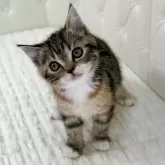 スコティッシュフォールド(立ち耳)【鹿児島県・女の子・2025年10月17日・ブラウントービー&ホワイト】の写真1