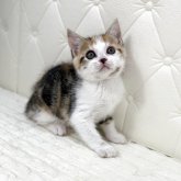 スコティッシュフォールド(立ち耳)