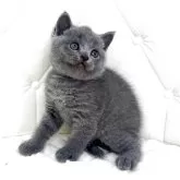 ブリティッシュショートヘア