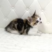 スコティッシュフォールド(立ち耳)【鹿児島県・女の子・2025年10月17日・ブラウントービー&ホワイト】の写真2