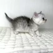 ミヌエット(長足)【鹿児島県・女の子・2025年6月25日・シルバータビー】の写真2