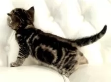 スコティッシュフォールド(立ち耳)【鹿児島県・男の子・2024年11月26日・ブラウンタビー】の写真2