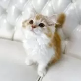 スコティッシュフォールド(立ち耳)【鹿児島県・女の子・2025年3月3日・レッドタビーアンドホワイト】の写真2