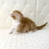 スコティッシュフォールド(折れ耳)【鹿児島県・男の子・2025年10月17日・レッドタビー&ホワイト】の写真3