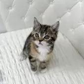 スコティッシュフォールド(立ち耳)【鹿児島県・女の子・2025年10月17日・ブラウントービー&ホワイト】の写真3