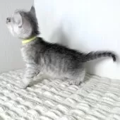 ミヌエット(長足)【鹿児島県・女の子・2025年6月25日・シルバータビー】の写真3