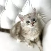 サイベリアン【鹿児島県・男の子・2025年4月16日・シルバータビー】の写真4