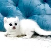 キンカロー【鹿児島県・女の子・2025年9月18日・ホワイト】の写真4