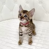 ベンガル【鹿児島県・女の子・2025年7月14日・ブラウンスポテッドタビー(ロゼット)】の写真4